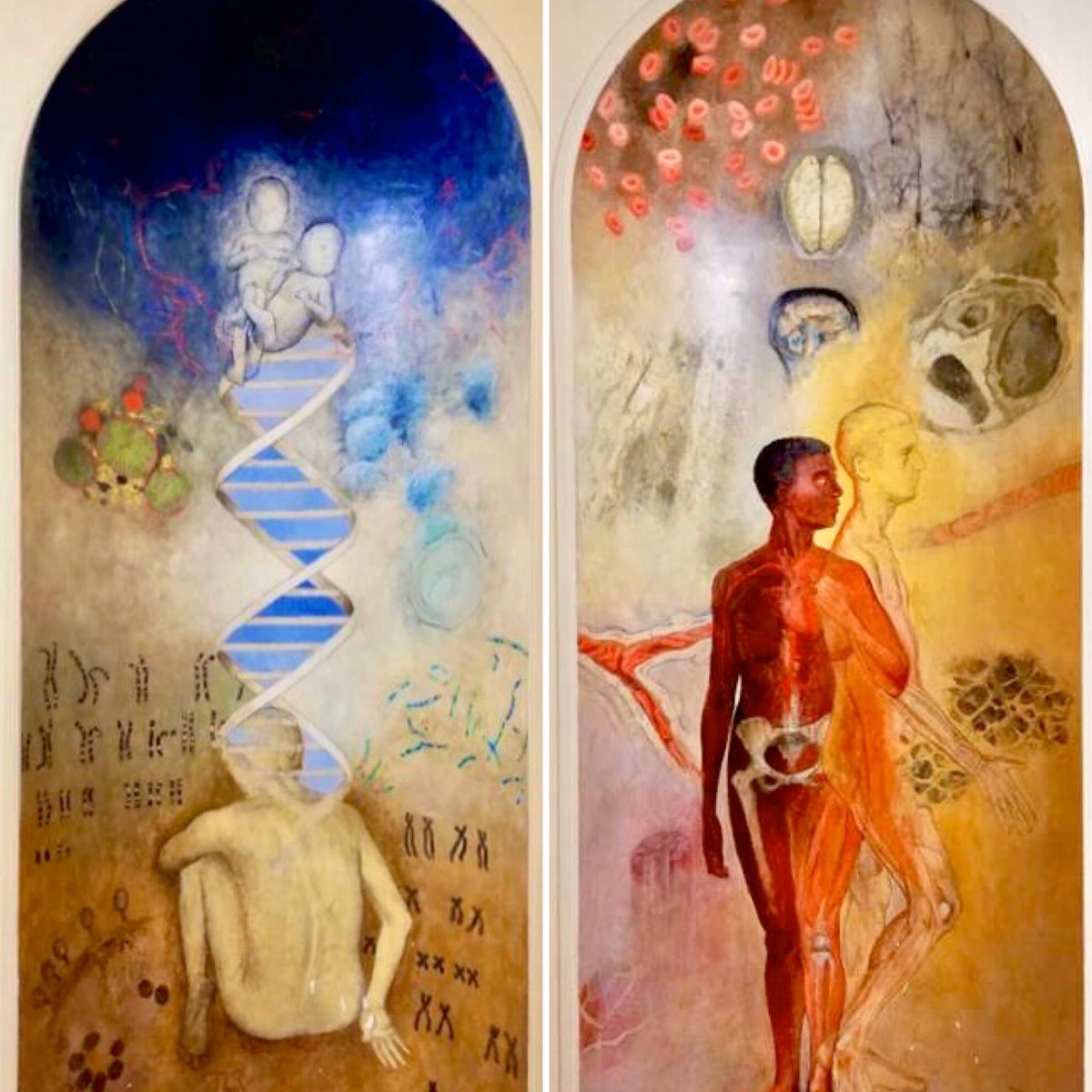 CSPRG_Imperial's tweet photo. #WorldHealthDay today’s photo snapped by our Data Clerk @kevinpack shows two murals inside St Mary’s Medical School Building representing medicine &amp; genetics. They serve as a reminder of where the CSPRG would be working from today. #CSPRGphotochallenge @ImperialMed @ImperialSandC https://t.co/7v3a6iHL9w
