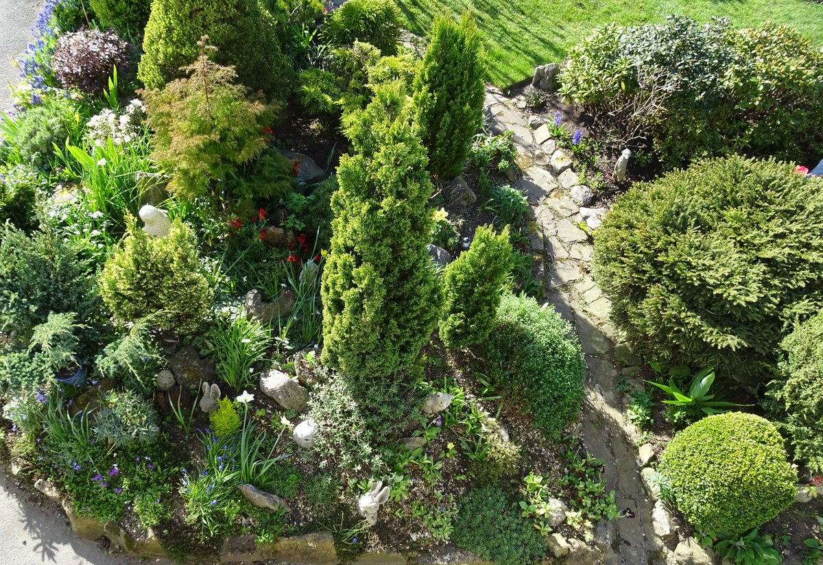 Hortoris's tweet photo. Gardeners tips posted a blog 'Rock On With My Garden' mainly about dwarf conifers https://t.co/TVb1YqHi2n https://t.co/O2ft5DJXUw