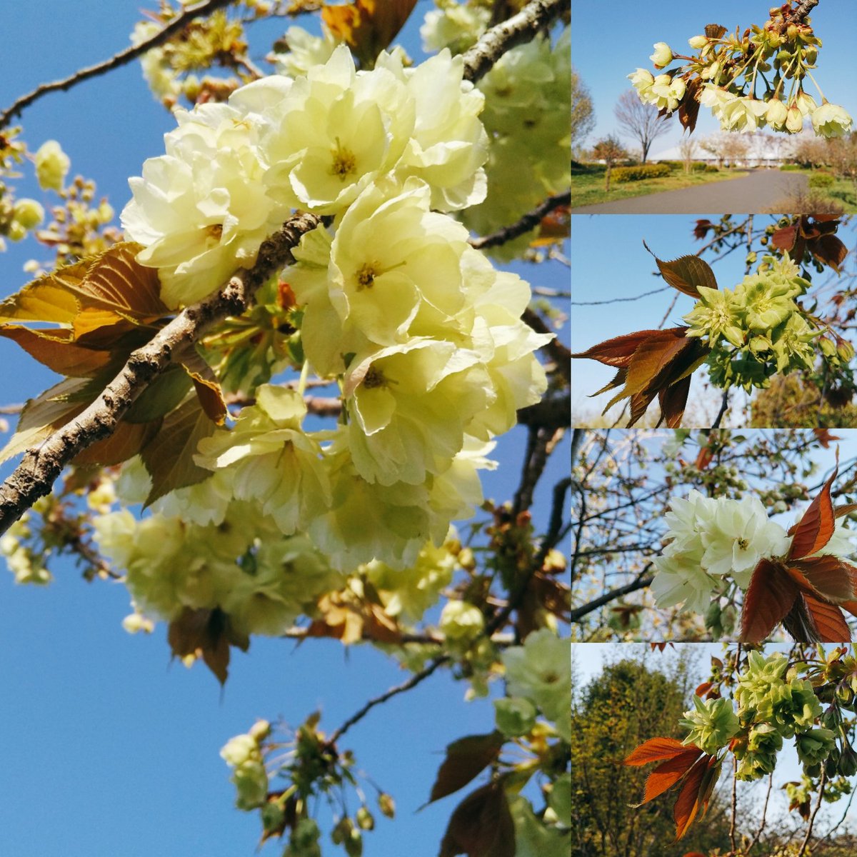 陽なた サトザクラ 御衣黄 熊谷スポーツ文化公園 ラグビー場側とドーム側を繋ぐ連絡橋の下のバスコートの周りに 満開近くにはちょっと色が変化するので また会いに行きます 桜通信 御衣黄 熊谷スポーツ文化公園 樹木大好き
