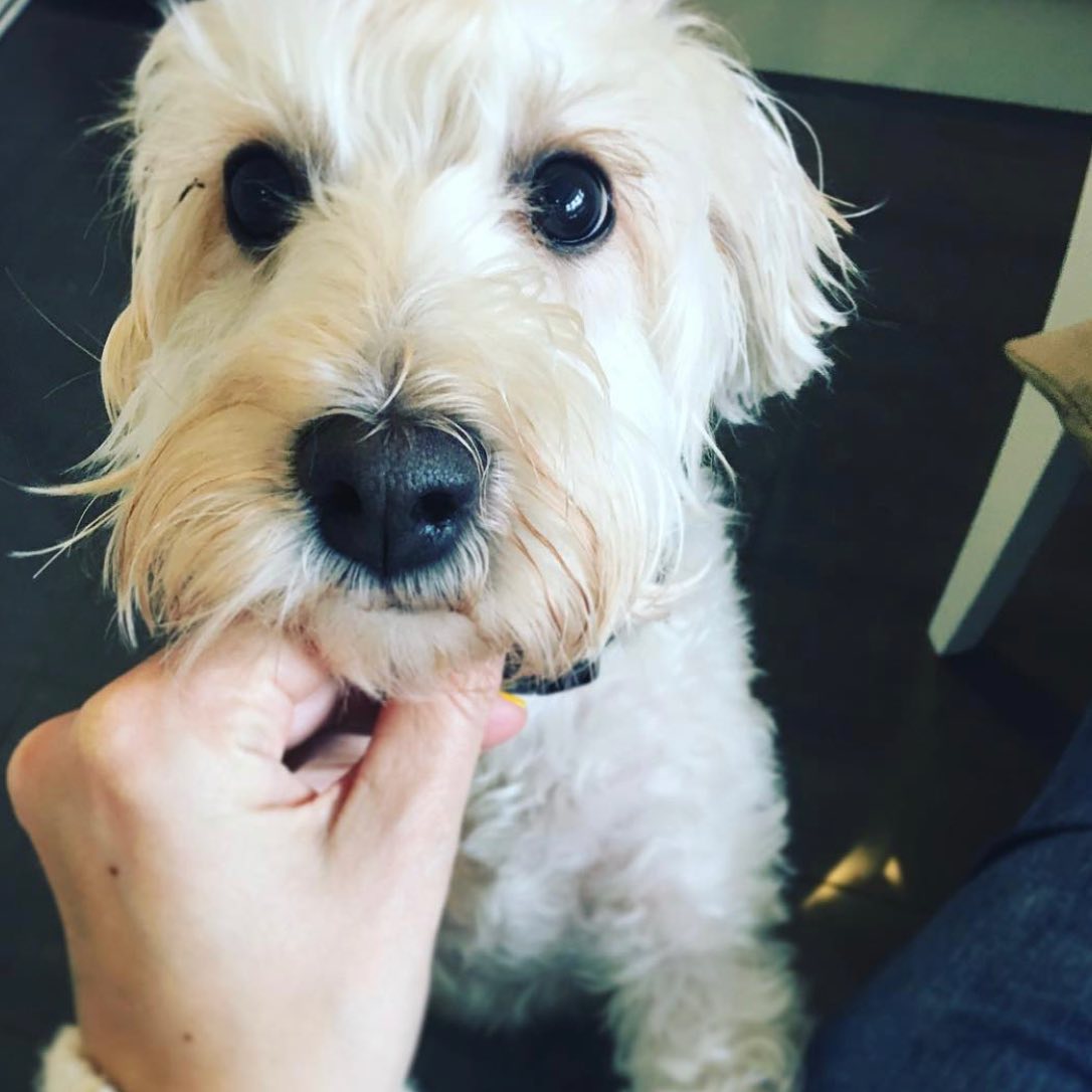 LSAApartments's tweet image. A very well behaved guest at our #servicedapartments in #HemelOldTown 

When you have to stay away from home due to Covoid 19. Talk to us, we're offering stripped out prices to NHS &amp;amp; Key workers. Includes furry friends too.

#petfriendlyaccommodation #keyworkeraccommodation