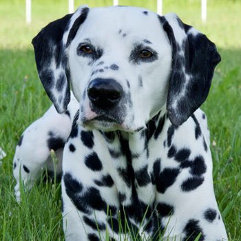 Sacopee Valley High School tweet media