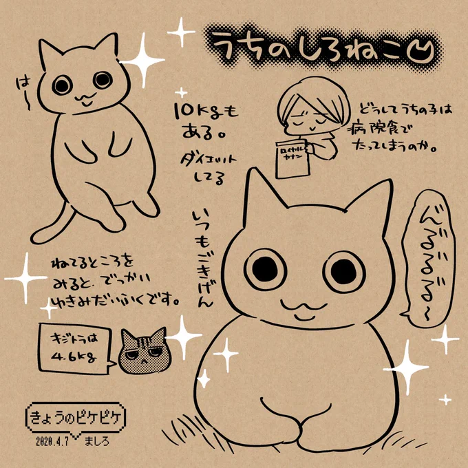 うちのしろねこ。みんな同じご飯を食べているのに、白猫だけが太っているのはどうしてなのか…そういう体質なの?他の猫よりも動かないから…?と、飼い主は毎日悩んでいます。長生きして欲しいので痩せさせたい…そして飼い主も痩せたい。
#きょうのピケピケ 