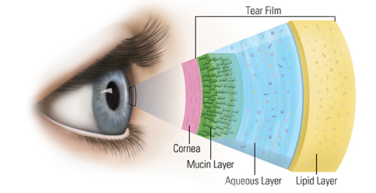 Todd & Steve were particularly interested in studying lipids found within the tear film, the layer of liquid that sits at the interface between your eye and the outside world.
