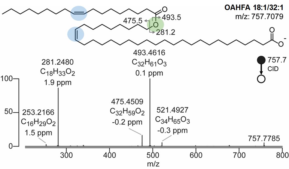 We now know that OAHFA are ultra-long chain lipids, with a long-chain fatty acid (16-20 carbons long) hydroxylated to an ultra-long chain fatty acid (28-36 carbons) in the omega position, and 1-2 double bonds present in either the fatty acid or hydroxy fatty acid.