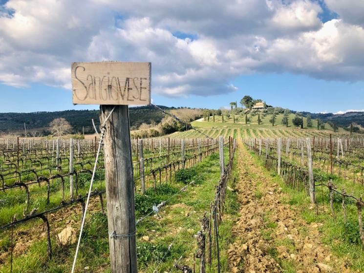 Spring is finally here 🌸 and there's no better place right now to reconnect with nature that our #vineyard ❤️!!! #socialdistancing #distantimauniti
.
.
.
#sangiovese #tuscany #staysafe #stayhome #iorestoacasa #iorestoinvigna #wfh #organicwinery #nature #reconnectwithnature