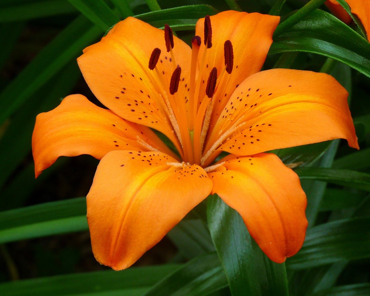 ดอกทิกริเดีย (Tiger Flower)