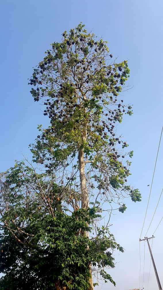__yossyooo's tweet image. Science is yet to explain how birds systematically arrange their nests to create a wonderful Architecture and Art like the one in this picture
#EffectofLockdown #Mytiredistired