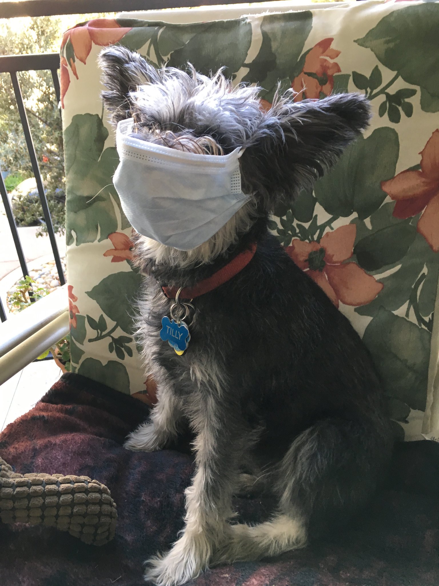 schnauzer therapy dog
