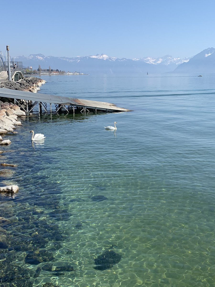 frasertweet's tweet photo. Swans demonstrating how to socially distance.
#BeASwan #COVID19 #lausanne https://t.co/IN3dqkVxp0