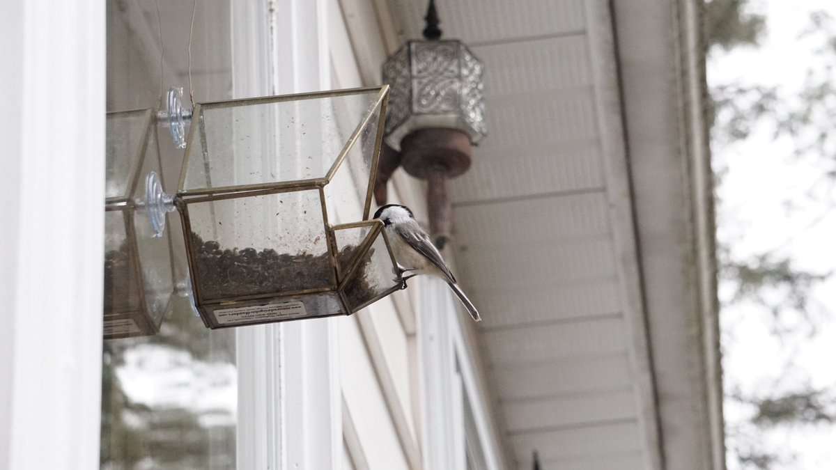 How was your #BreakfastBirdwatch? Our highlight today is the Black-capped chickadee, a bird which is seen at almost every feeder. One of the most common birds we see at the feeder, they're not scared of humans and you can often get them to feed right out of your hand. #muskoka