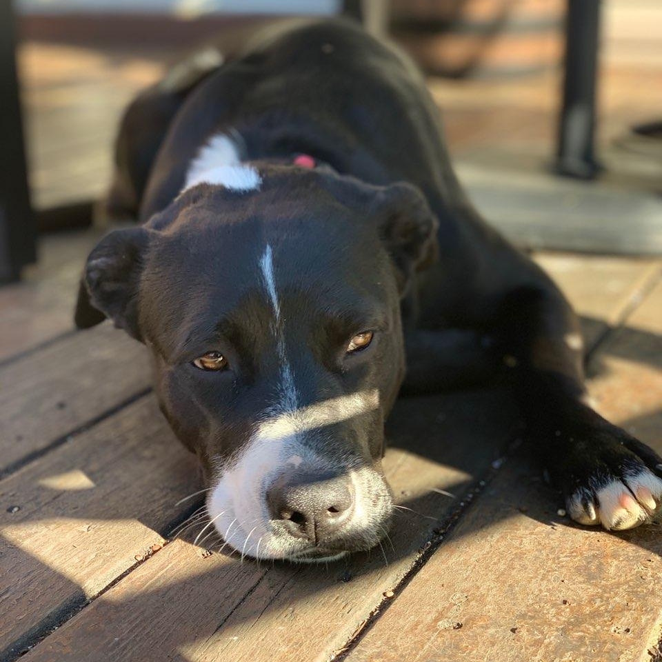 HeatherSwann's tweet photo. “Never lose an opportunity of seeing anything beautiful, for beauty is God’s handwriting.” Ralph Waldo Emerson
Photo credit @gabbycswann
#pitbull #pitbullmix #pitbullsofig #wolfmix #shepherdmix #wolfdog #wilddog #dogs #rescuedog #AdoptDontShop #rescuesofinstagram #dogsoftwitter https://t.co/1vgBPZjH2g