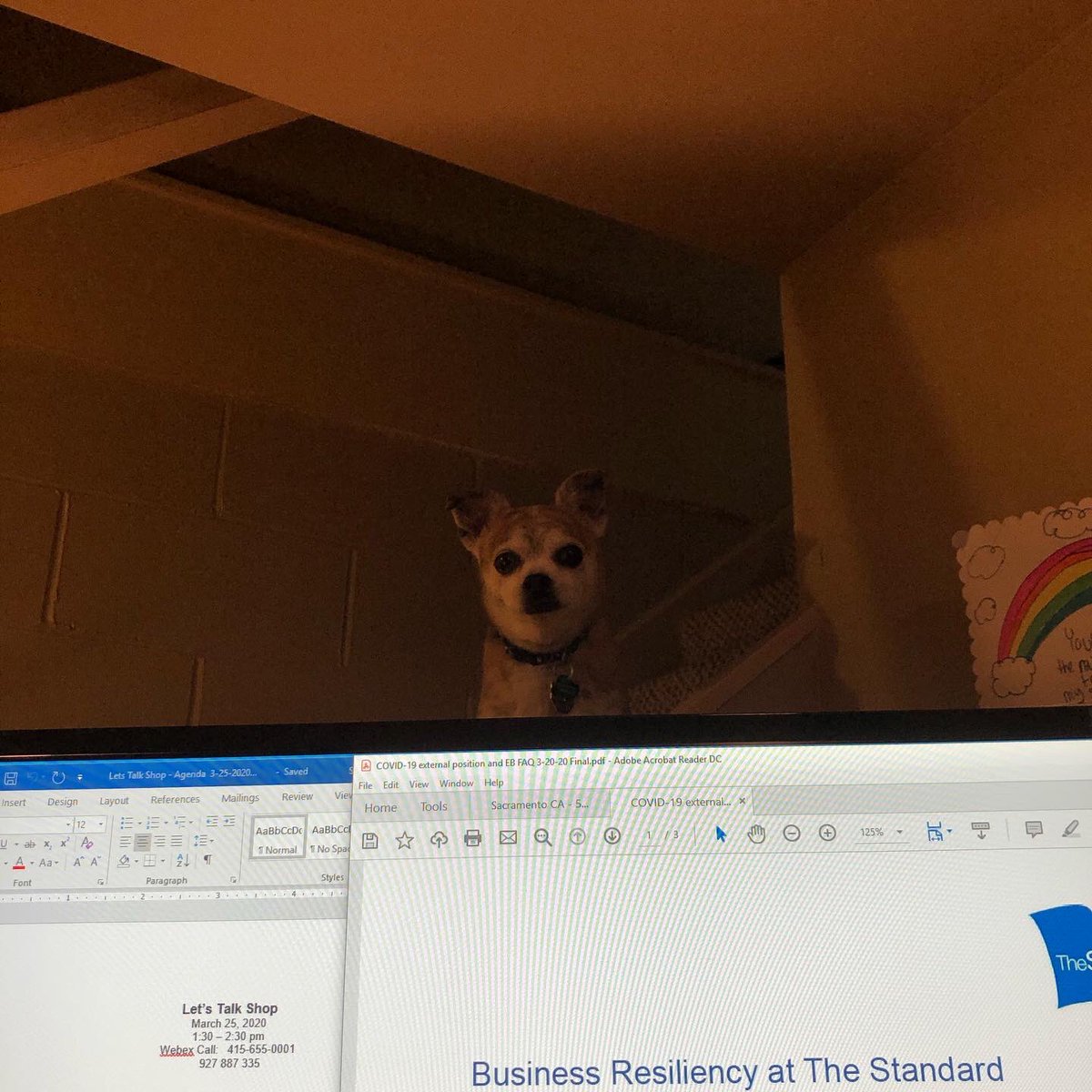 ActiveMom4Life's tweet photo. @stlcuptracker Tiger Lily creeping on my #WFH space whenever I have food. 😜 https://t.co/nnRvYpeTa5