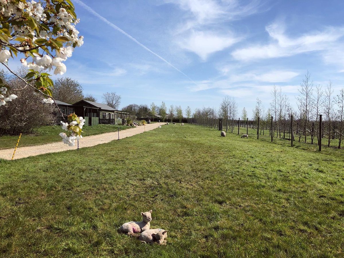 PoultonVineyard's tweet image. It’s a beautiful spring day🥂“Think Local, Drink Local”🥂
Don’t forget our special offers on Bacchus 2018 and Rosé 2018. Head over to our website now ☺️#thinklocaldrinklocal #englishvineyard #englishwine #buylocal