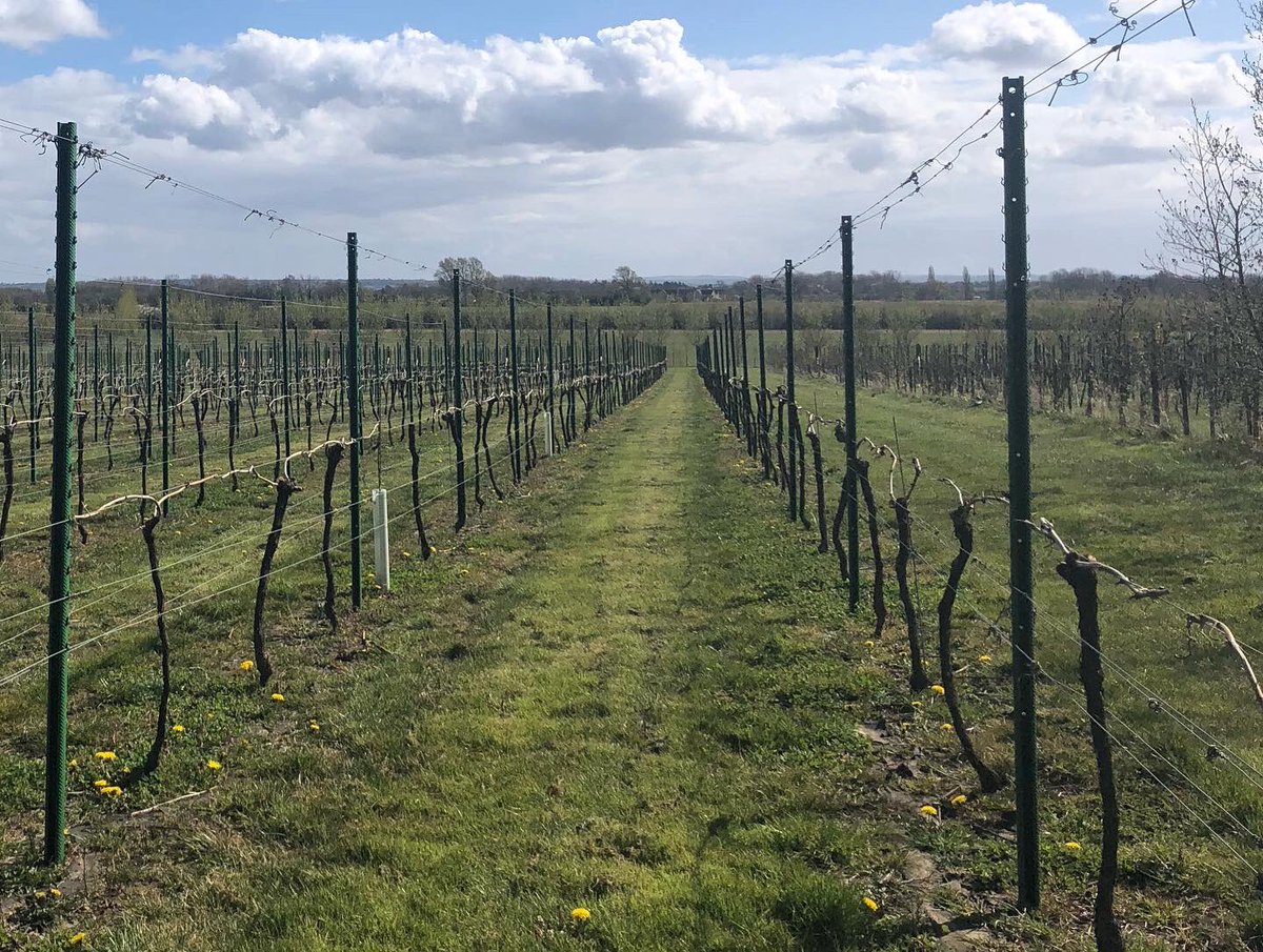 It’s a beautiful spring day🥂“Think Local, Drink Local”🥂
Don’t forget our special offers on Bacchus 2018 and Rosé 2018. Head over to our website now ☺️#thinklocaldrinklocal #englishvineyard #englishwine #buylocal