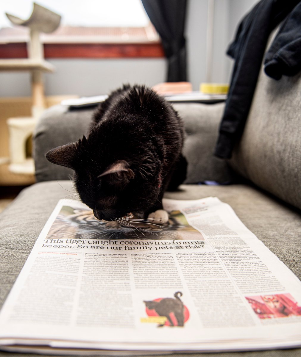 jspencephoto's tweet photo. Molly reading about the tiger that managed to catch Cornavirus symptoms! please remember pets cannot pass on symptoms to their humans so please DO NOT abandon your feline friends. #coronavirus #Covid_19 #theguardian #ednapphoto https://t.co/eE5UO5TBcB