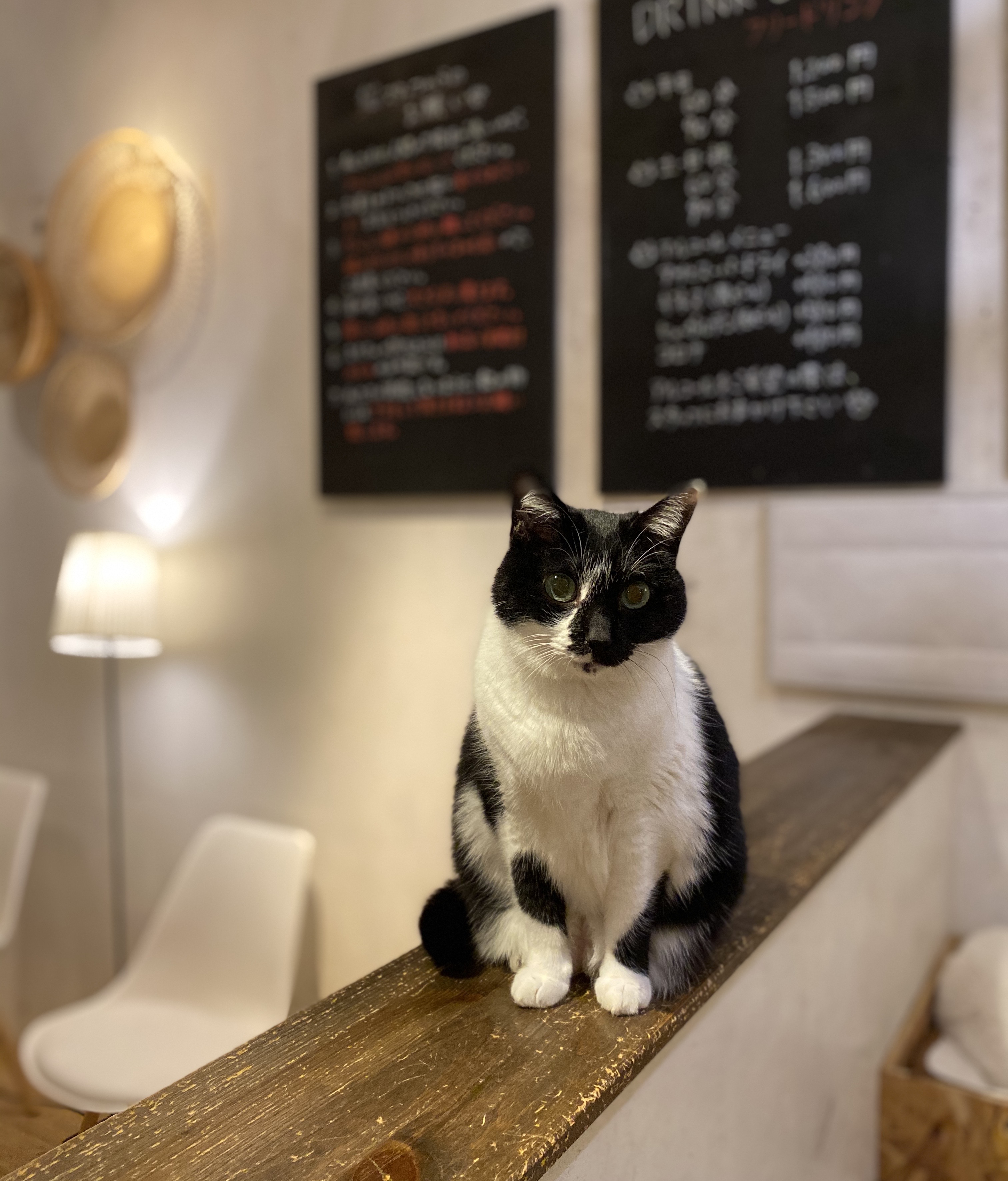 福岡の猫カフェキューリグ こんばんわ 猫カフェキューリグです 昨晩のツイートの後より多方面からたくさんのご支援を頂いております 本当の本当にありがとうございます 余力がある方いらっしゃいましたら 引き続き宜しくお願い致します 一口小口