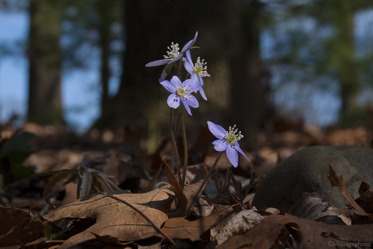 MarkBlassage's tweet photo. Spring will not be postponed or rescheduled. #AnemoneAcutiloba #SharpLobedHepatica
#Boodroot #SanguinariaCanadensis
#StJosephCoKettleLakesCorridor #wildflower #nativespecies https://t.co/sLyF72eNCr