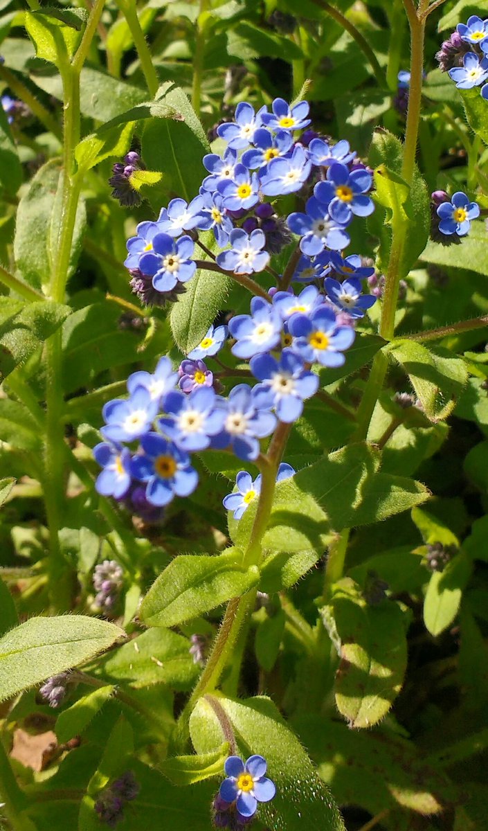 Deadstarshining's tweet photo. It's a beautiful day ☀ #Gardening  #ForgetMeNots #Vibernum 🌼🌿🌸 x https://t.co/hHF5GHifEF