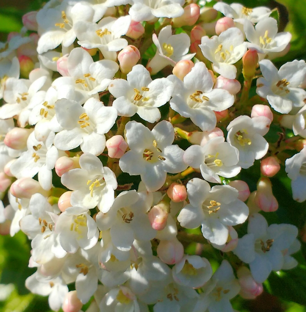 Deadstarshining's tweet photo. It's a beautiful day ☀ #Gardening  #ForgetMeNots #Vibernum 🌼🌿🌸 x https://t.co/hHF5GHifEF