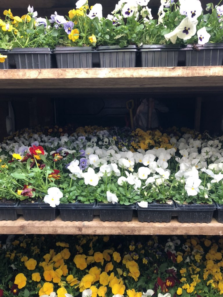 CJS Plants (@cjsplants) on Twitter photo Due to the current circumstances, we’ve found ourselves with a lot of spare stock. So we’ve filled a van up, and are donating to the staff at Guy’s hospital tomorrow to say thanks for everything they are doing. <a href="/NHSEnglandLDN/">NHS London</a> Due to the current circumstances, we’ve found ourselves with a lot of spare stock. So we’ve filled a van up, and are donating to the staff at Guy’s hospital tomorrow to say thanks for everything they are doing. <a href="/NHSEnglandLDN/">NHS London</a>