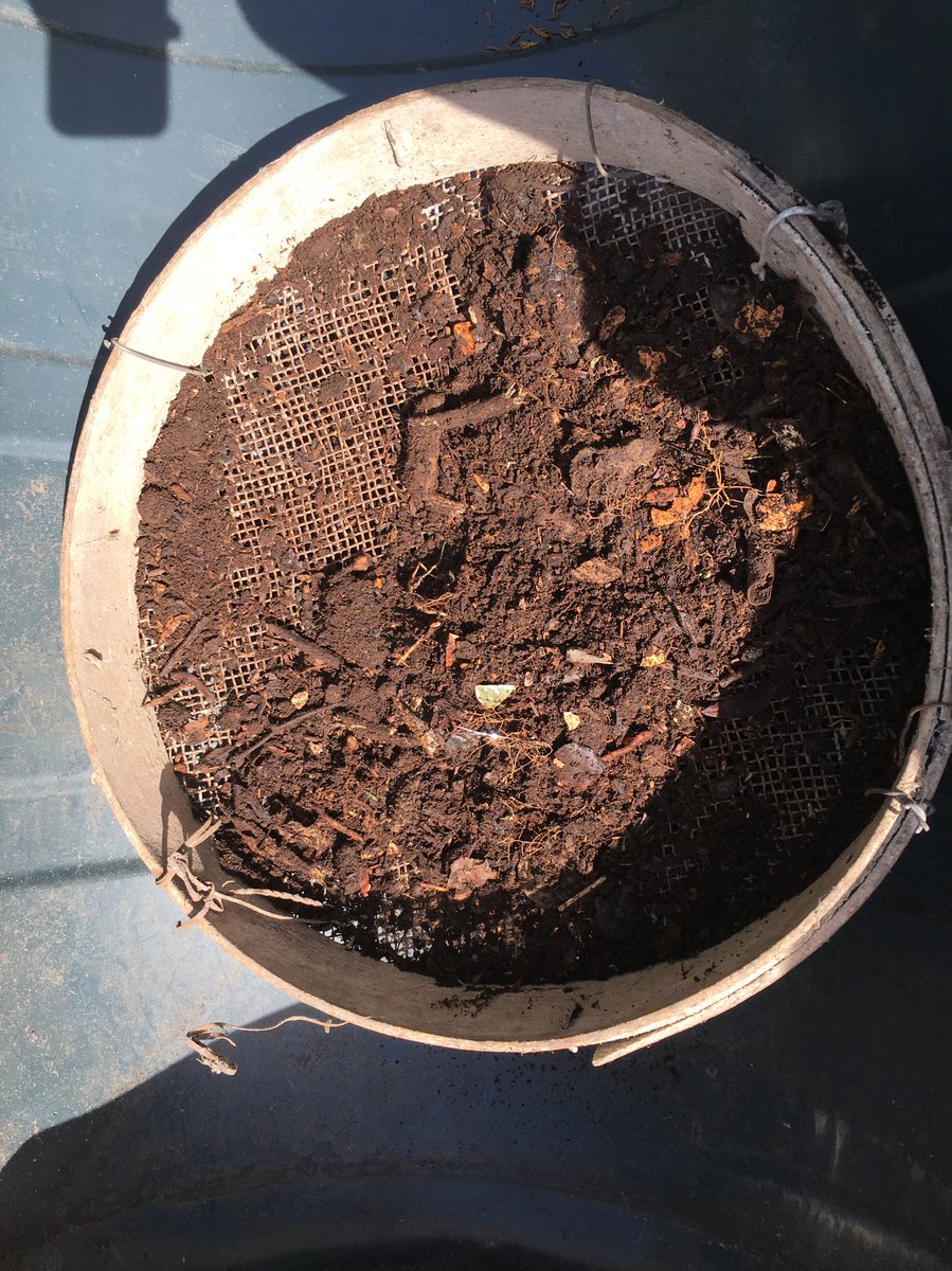 Hugh_Cassidy's tweet photo. Remember I sorted through the compost bin last week ... sieve ... sieve ... sieve ... 🌱🌱 #ThirtyDaysOfSeedSowing https://t.co/Y4X4RSUhIN