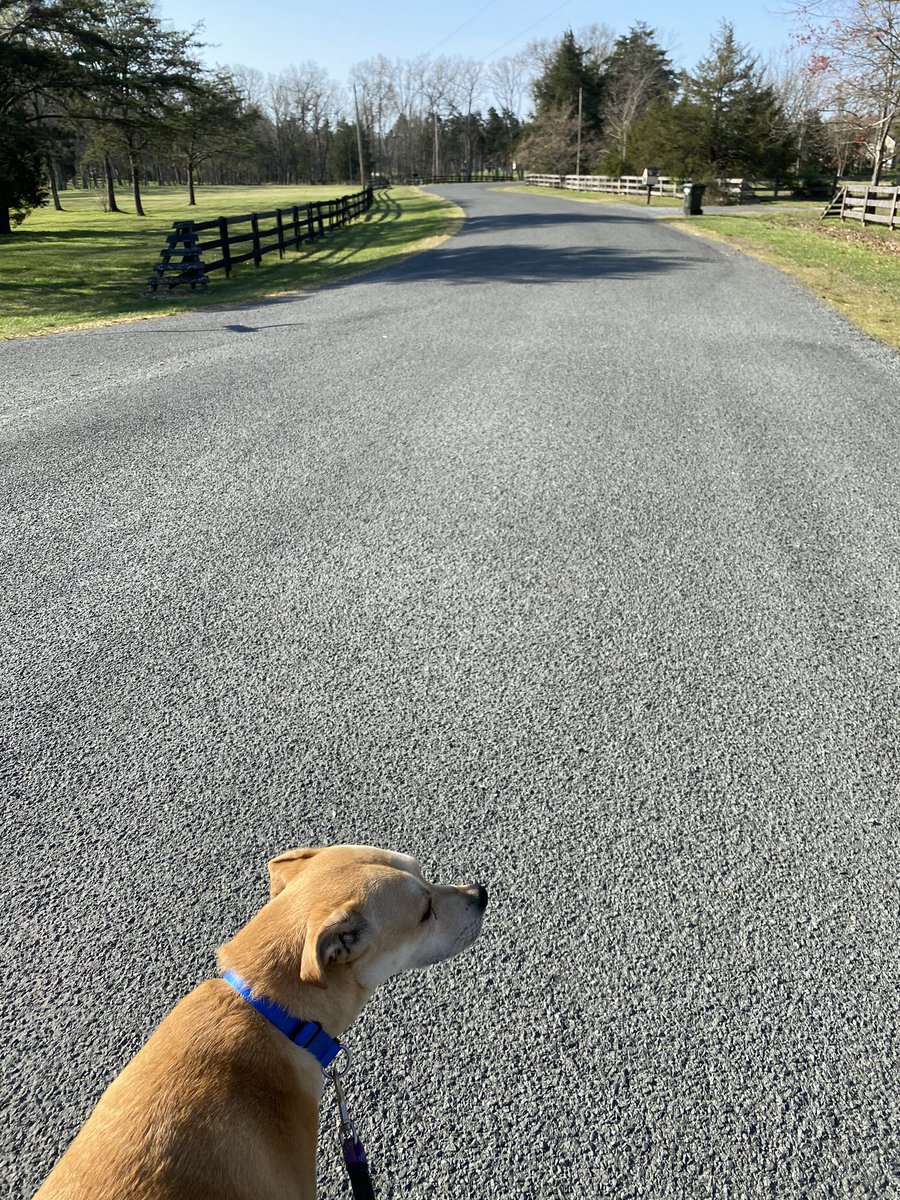 TravelinReaders's tweet photo. On this Spring Break we are venturing out into our neighborhood. Two days two dogs tomorrow I will bring our third dog. 😊 https://t.co/yAvadtFgNJ