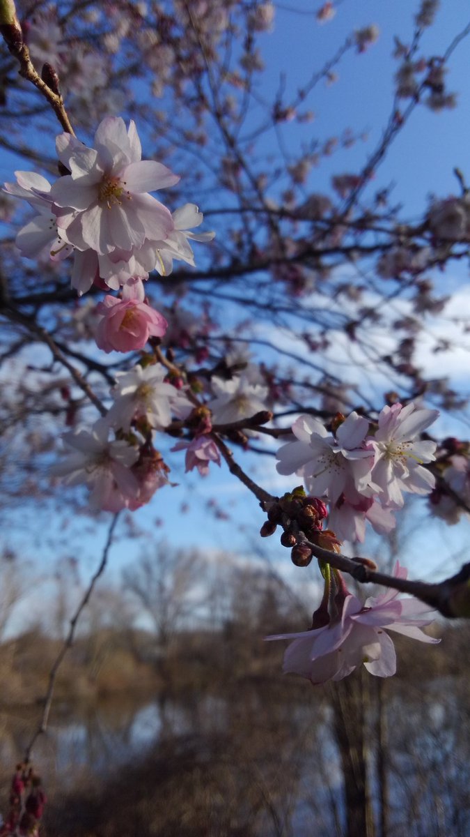 HEBergeron's tweet photo. Watching the trees behind the community pool blossom is my great joy and comfort rn. https://t.co/IMlYbHiX0F