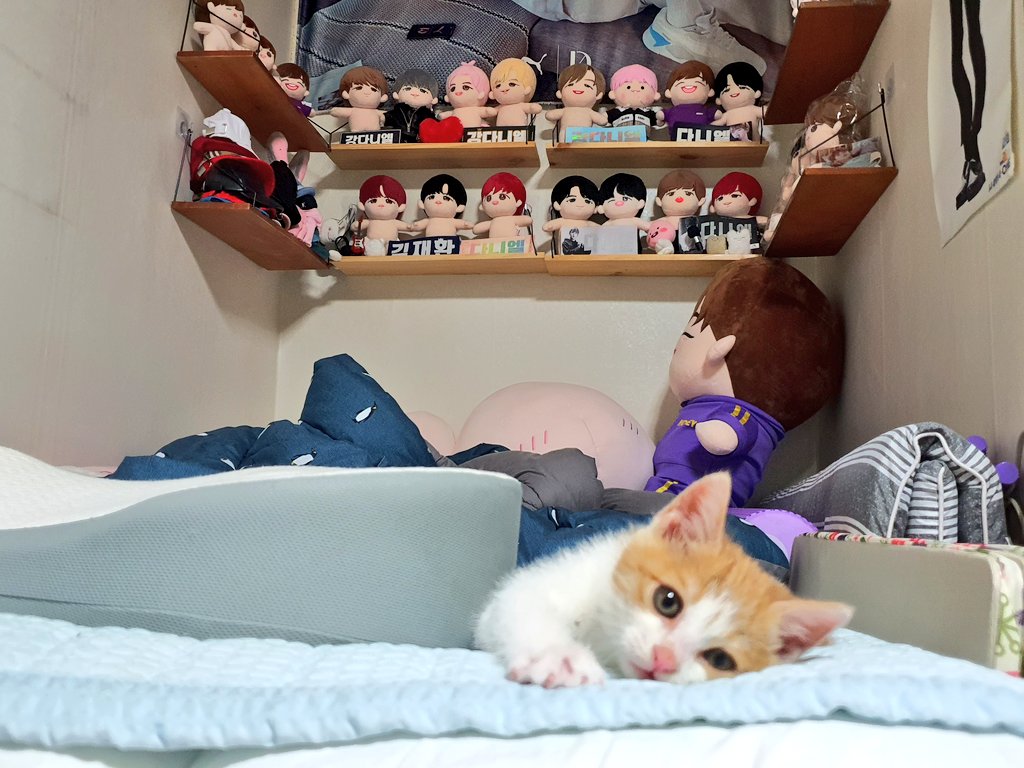 12100527dear's tweet photo. 오랜만이죠😂
구조된 아깽이를 입양하게되어 솜뭉치들이랑 통 함께하질못했어요.. 아가냥이 잘 적응될 때까지 좀 걸리겠지만 종종 놀러올께요ㅜ💙

#대왕허니엘 아주 잘따름! https://t.co/cVWvoELDIt