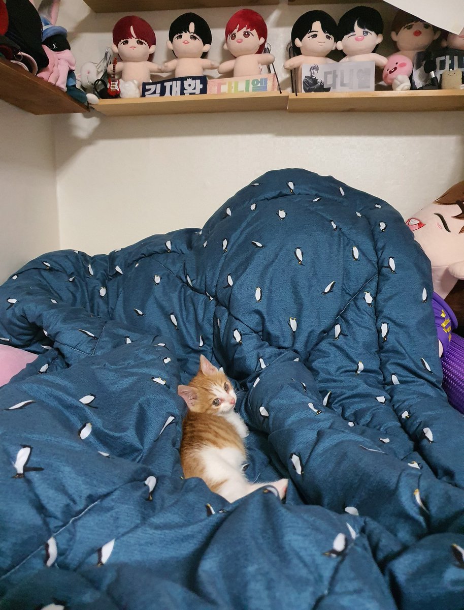 오랜만이죠😂
구조된 아깽이를 입양하게되어 솜뭉치들이랑 통 함께하질못했어요.. 아가냥이 잘 적응될 때까지 좀 걸리겠지만 종종 놀러올께요ㅜ💙

#대왕허니엘 아주 잘따름!