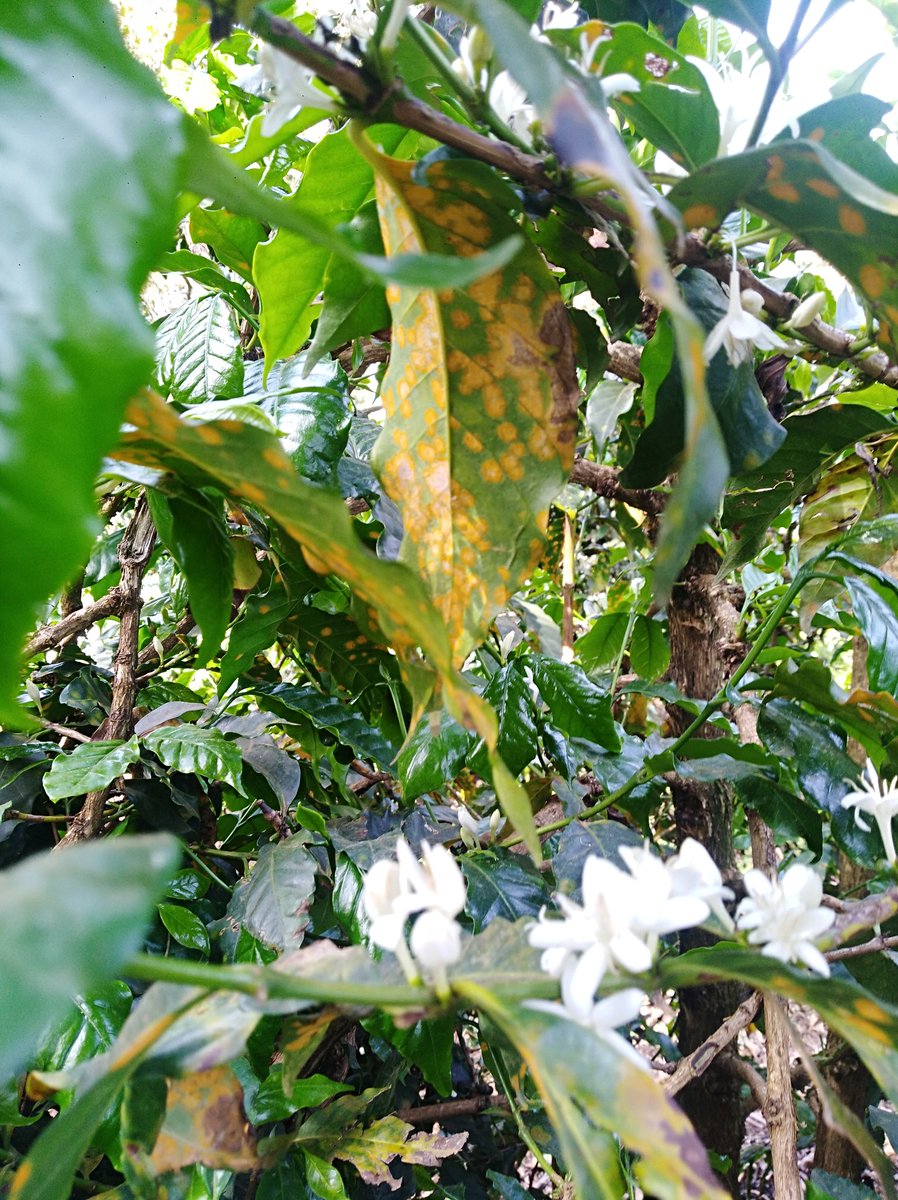 Agro_Pal's tweet photo. The major limiting yield factor of old coffee varieties like SL 28 in #Kenya is their susceptibility to diasese pressures: #Coffeeleafrust &amp; #CBD. Delayed application of the right fungicides could lead to unprecedented loses. #Photos slopesof #MtElgon @njoki_thuo @ERICROSANA2 https://t.co/iixGqPdg8u