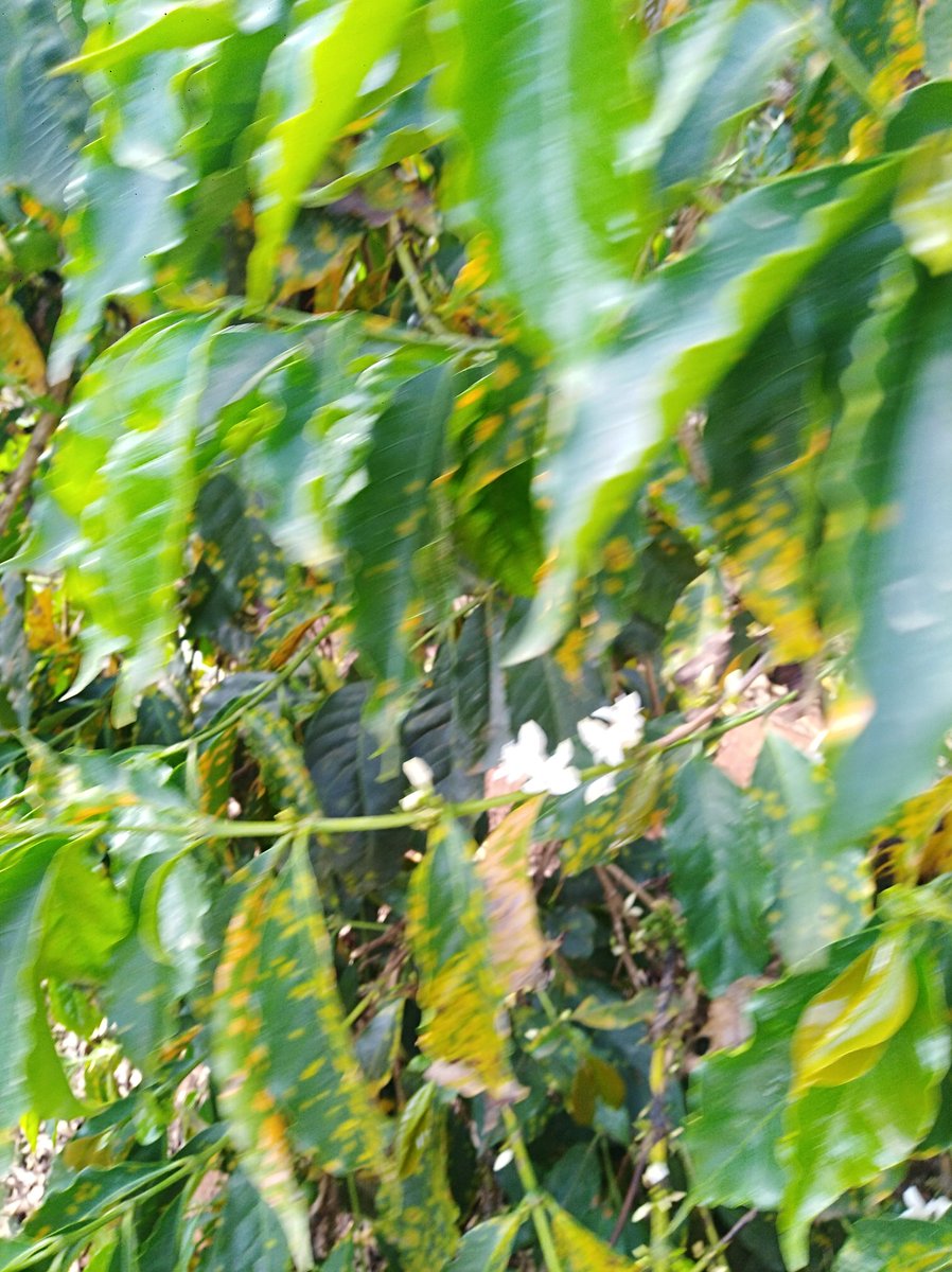 Agro_Pal's tweet photo. The major limiting yield factor of old coffee varieties like SL 28 in #Kenya is their susceptibility to diasese pressures: #Coffeeleafrust &amp; #CBD. Delayed application of the right fungicides could lead to unprecedented loses. #Photos slopesof #MtElgon @njoki_thuo @ERICROSANA2 https://t.co/iixGqPdg8u