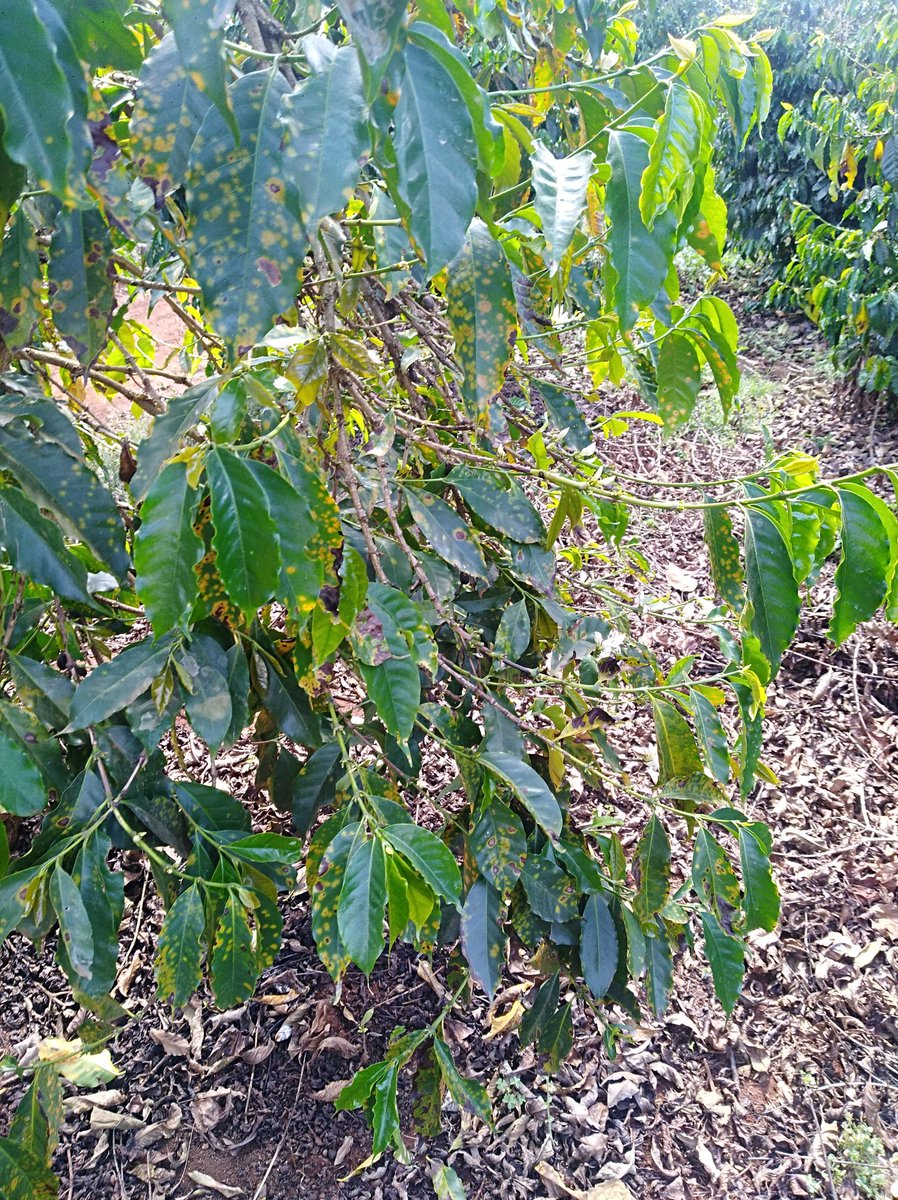Agro_Pal's tweet photo. The major limiting yield factor of old coffee varieties like SL 28 in #Kenya is their susceptibility to diasese pressures: #Coffeeleafrust &amp; #CBD. Delayed application of the right fungicides could lead to unprecedented loses. #Photos slopesof #MtElgon @njoki_thuo @ERICROSANA2 https://t.co/iixGqPdg8u