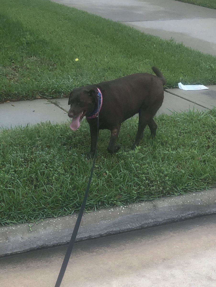 TXCoolPrinc's tweet image. Day 2 of Kindness Challenge! I’m thankful for 1. My sweet walking partner Nellie 2. Beautiful neighborhood 3. Baby ducks 4. Smell of jasmine 5. Turtles #KatyCommUNITY #KatyStrong