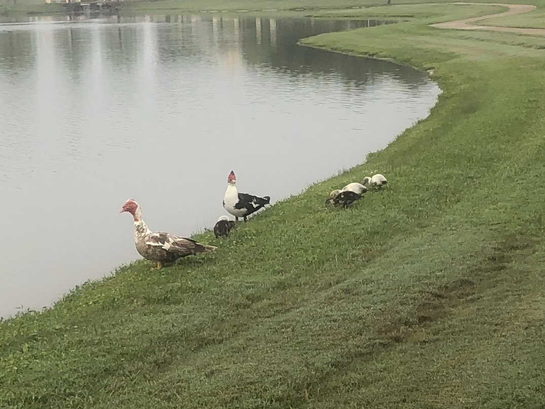 TXCoolPrinc's tweet image. Day 2 of Kindness Challenge! I’m thankful for 1. My sweet walking partner Nellie 2. Beautiful neighborhood 3. Baby ducks 4. Smell of jasmine 5. Turtles #KatyCommUNITY #KatyStrong