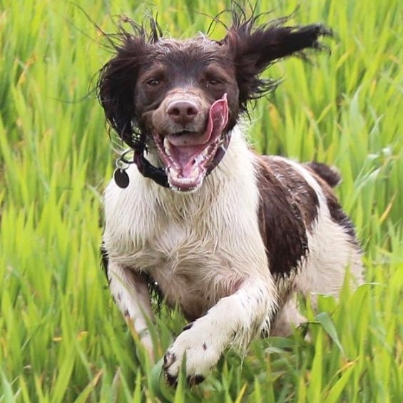 BarkingMadAnne's tweet photo. How about this for an energetic #tongueouttuesday
We love action shots! Do tag us into your pics of your dogs in action. 👍
#actionshot #dogsinaction #springerspaniel https://t.co/N5JqZUri35
