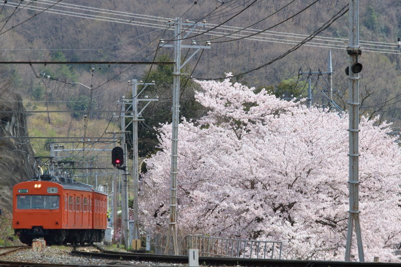 しげくん 秩父鉄道 波久礼 樋口 12 4 15 満開の桜とポイントを渡り樋口駅に進入するオレンジ電車 元国鉄101系