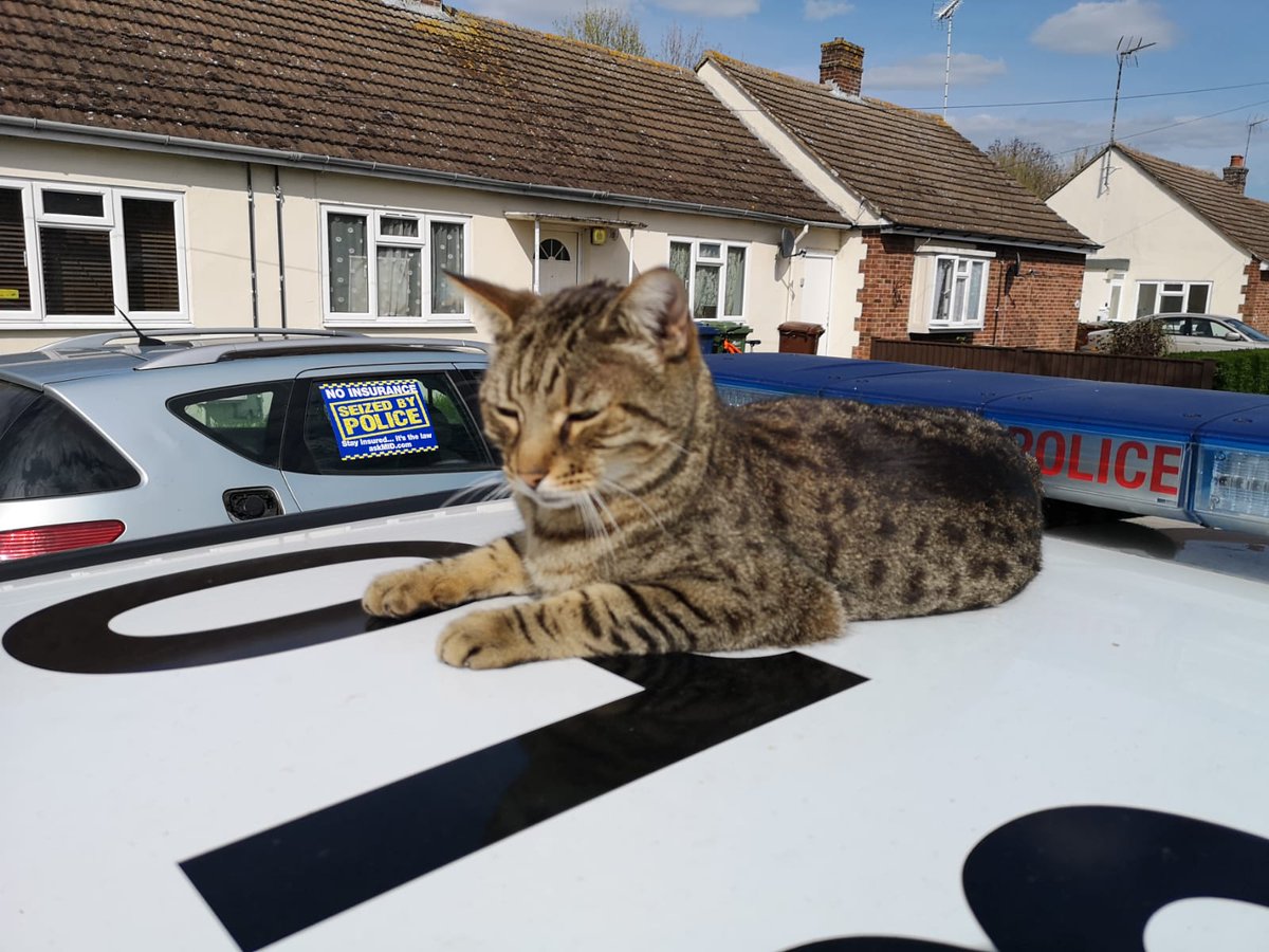 FenCops's tweet photo. A game of cat and mouse ended in Chatteris when a vehicle evading Neighbourhood Officers was seized for having no insurance and the driver, no licence. The offender was caught nearby and has been prosecuted for offences. #FenlandNPT #BeNaughtyGetCaughty #PC0233 #PC2903 #PC0992 https://t.co/ps8Qy0BO1k