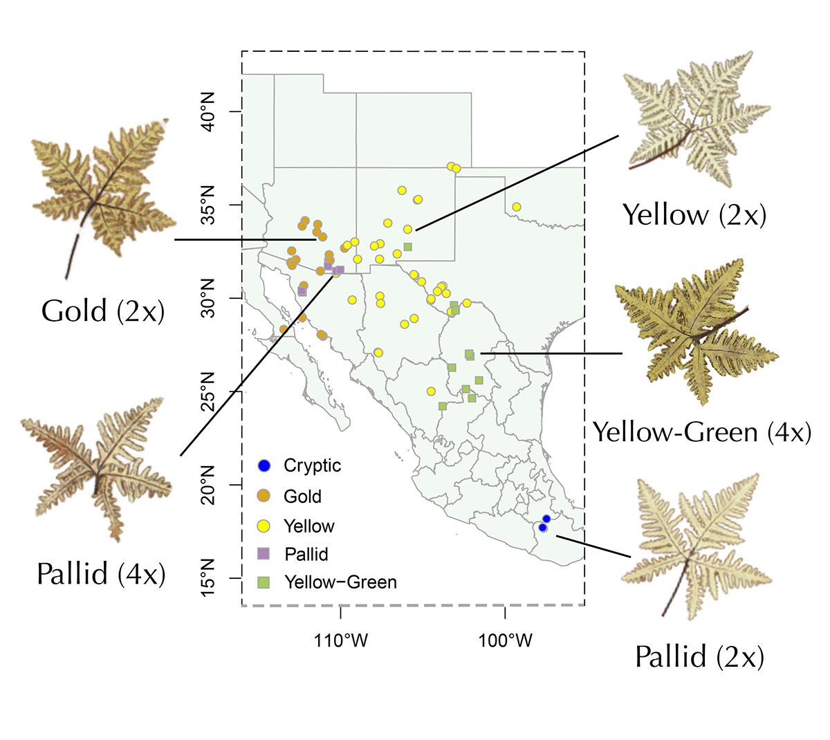 Botanical Society of America (@botanical_) on Twitter photo Infraspecific diversification of the star cloak #fern in the #deserts of the United States & Mexico (new #AJB research by @Coldstone911, Carl Rothfels, Alicia Melgoza‐Castillo, Kathleen Pryer & Michael Windham) bsapubs.onlinelibrary.wiley.com/doi/10.1002/aj… #botany #evolution <a href="/wileyplantsci/">Wiley Plant Science</a> <a href="/Darwin2009/">Darwin Hernandez</a> Infraspecific diversification of the star cloak #fern in the #deserts of the United States & Mexico (new #AJB research by @Coldstone911, Carl Rothfels, Alicia Melgoza‐Castillo, Kathleen Pryer & Michael Windham) bsapubs.onlinelibrary.wiley.com/doi/10.1002/aj… #botany #evolution <a href="/wileyplantsci/">Wiley Plant Science</a> <a href="/Darwin2009/">Darwin Hernandez</a>
