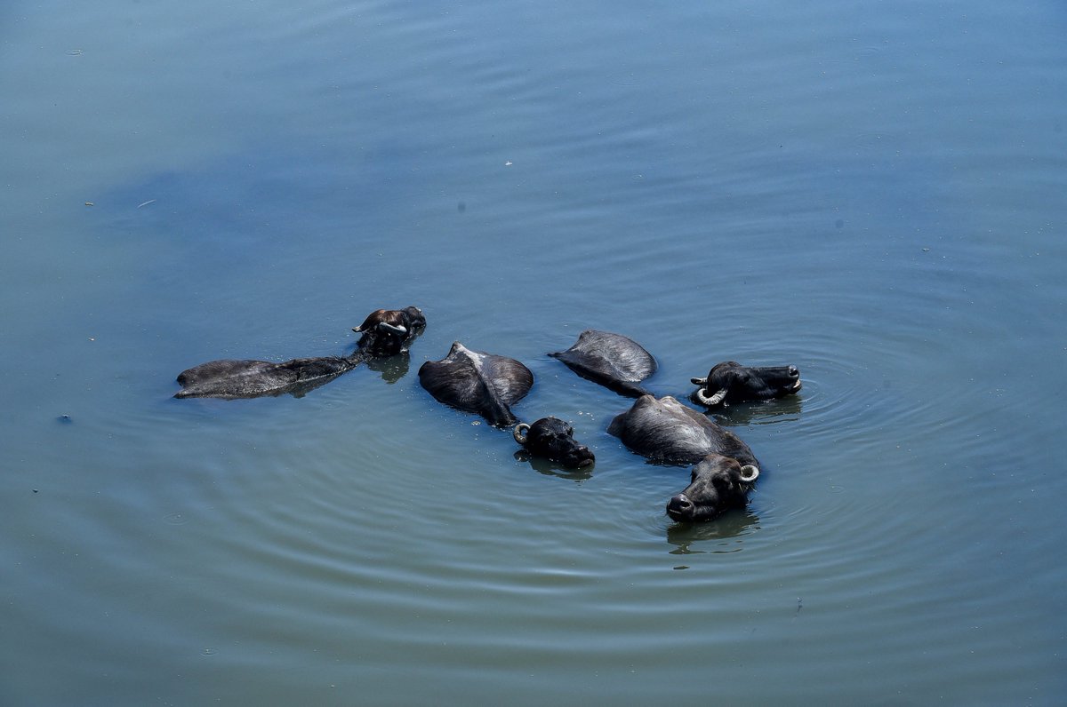 ParomaMukherjee's tweet photo. Look who's cooling off in some surprisingly blue waters! Photo by @Amalksudheer for @htTweets. #Delhi #Yamuna #lowpollution #environment #buffaloes #summer #animals #cities #news #photojournalism #LifeInTheTimeOfCorona https://t.co/4v9KmoQOjG