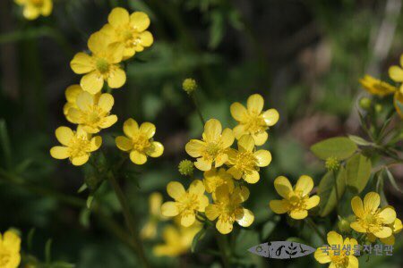 Bangtan Lab Slow テテのロウバイの花言葉 자애自愛 慈愛どちらも韓国語で同じですが慈愛の方みたいです Twitter