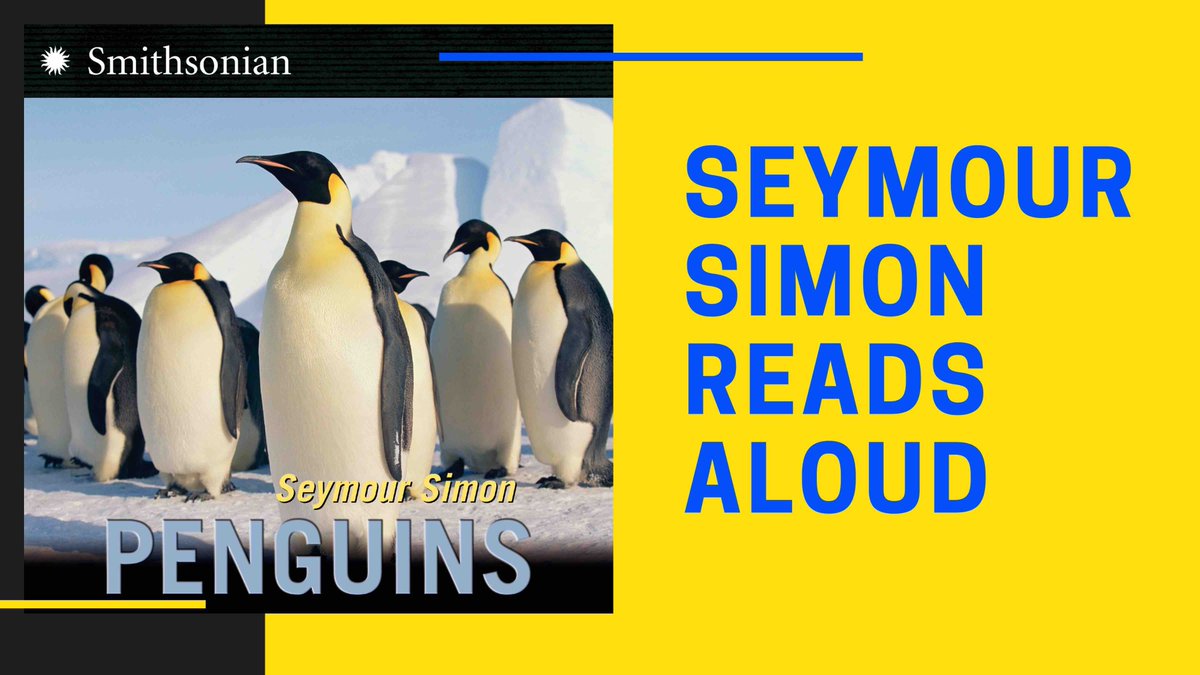 Today I'm reading from my book PENGUINS. When my son, Michael, was in 3rd grade, he formed a Penguin Club and was president and Emperor Penguin. (He said it was a lifetime position.) So naturally, I dedicated the book to him. youtube.com/c/SeymourSimon…
