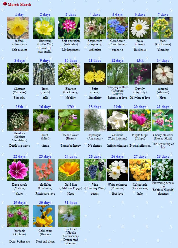 Pictures Of Flowers With Names In Tamil