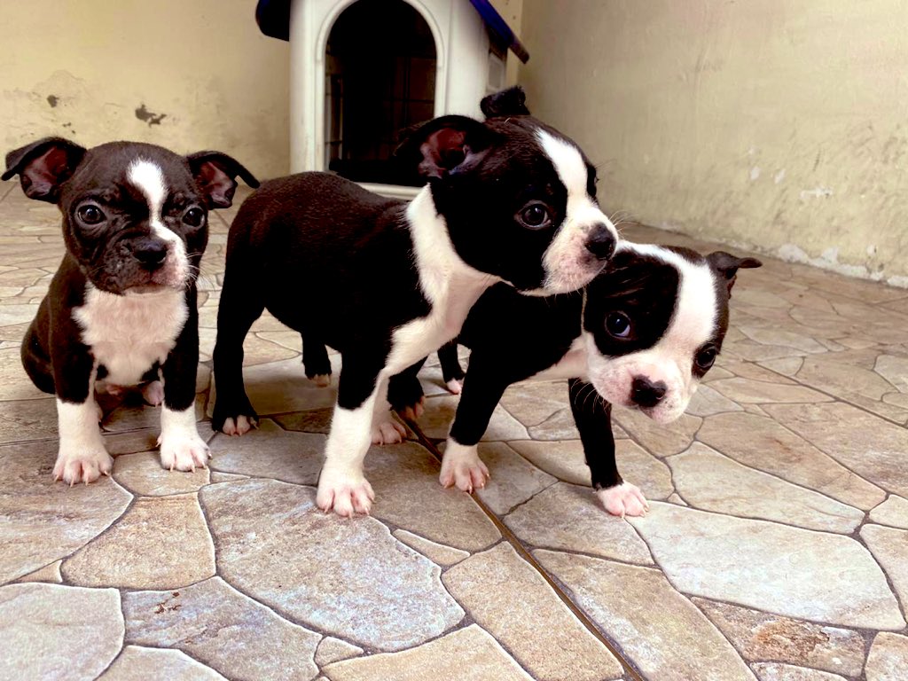 #BostonTerriers de venta en #Guayaquil . 100% puros, nacieron el 17 Febrero 2020. Vacunados. Info: 0986996060