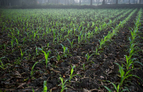 Texas A&amp;M AgriLife scientists have uncovered a major part of a process in which soil microbes can help plants resist disease &amp; promote growth. Enables future research toward more productive cereal crops. Funded by <a href="/USDA_NIFA/">NIFA</a>. #NIFAImpacts bit.ly/2V5vSpw