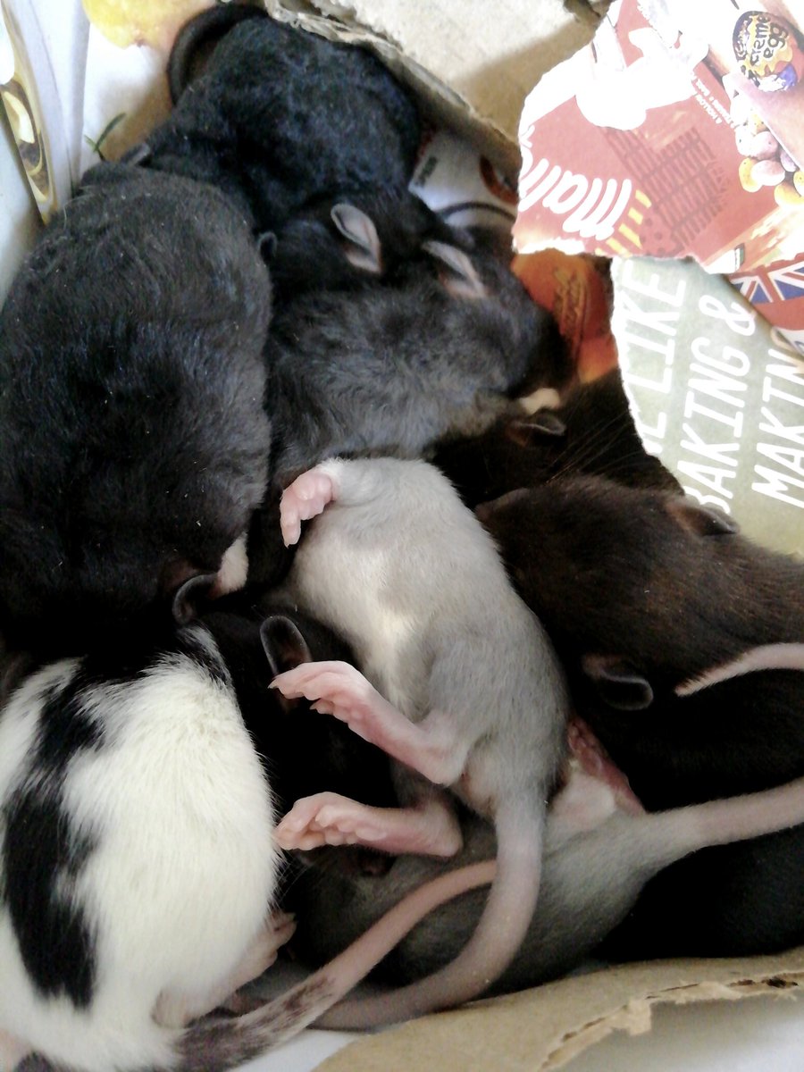 The blacks are so pretty! Powder blues are so hecking cute, such a perfect lile of rats 😍😍

#ratsoftwitter #rats #petrats