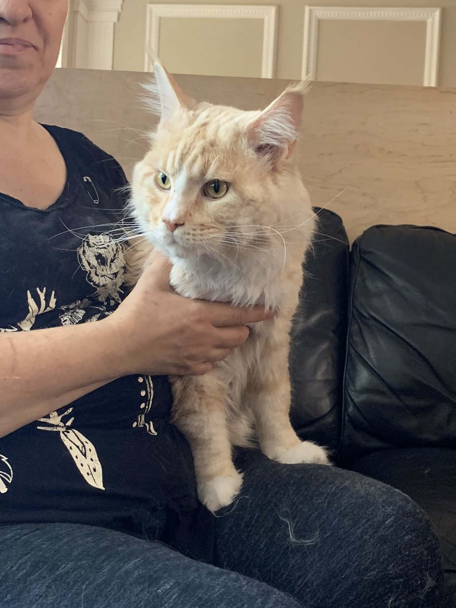 Jinx and Juju’s dad is this gigantic floof boy named Hercules who I met when I picked her up first time and again when I got Juju later. He is handsome as hell.