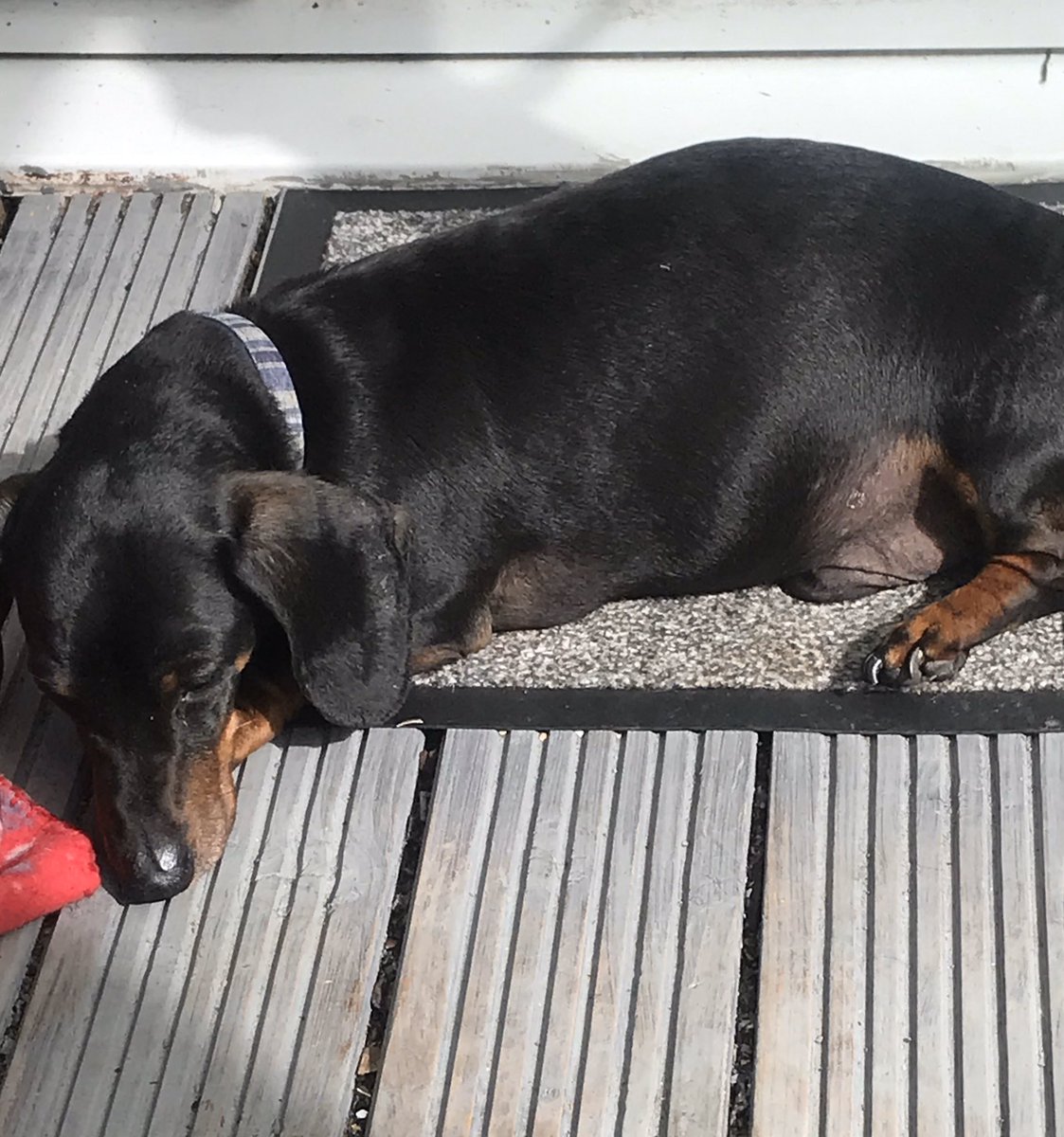 dobbinlloyd's tweet photo. It’s a dogs life more than happy to be basking in the sun at home in the garden lockdown doesn’t worry them ❤️#daushound https://t.co/F6YMlxUdKV