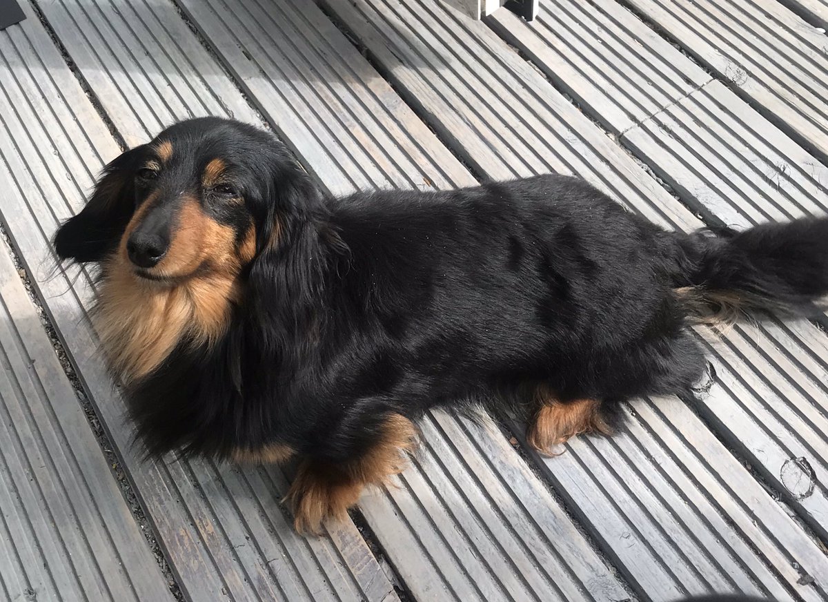 dobbinlloyd's tweet photo. It’s a dogs life more than happy to be basking in the sun at home in the garden lockdown doesn’t worry them ❤️#daushound https://t.co/F6YMlxUdKV