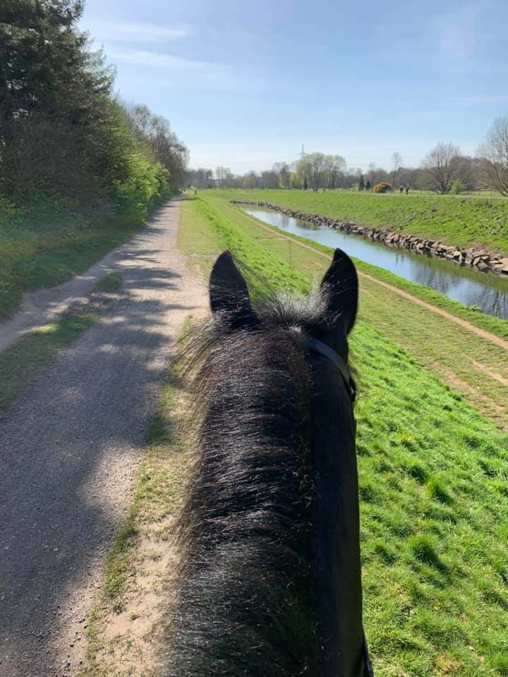 GMPHorses's tweet photo. This week we are continuing with policing #Manchester city centre as well as other parks and open spaces throughout the force area. Its been pleasing to see the numbers dropping and people staying in #stayhomesavelives #gmpmounted #covid19 https://t.co/HgFAlQLS85