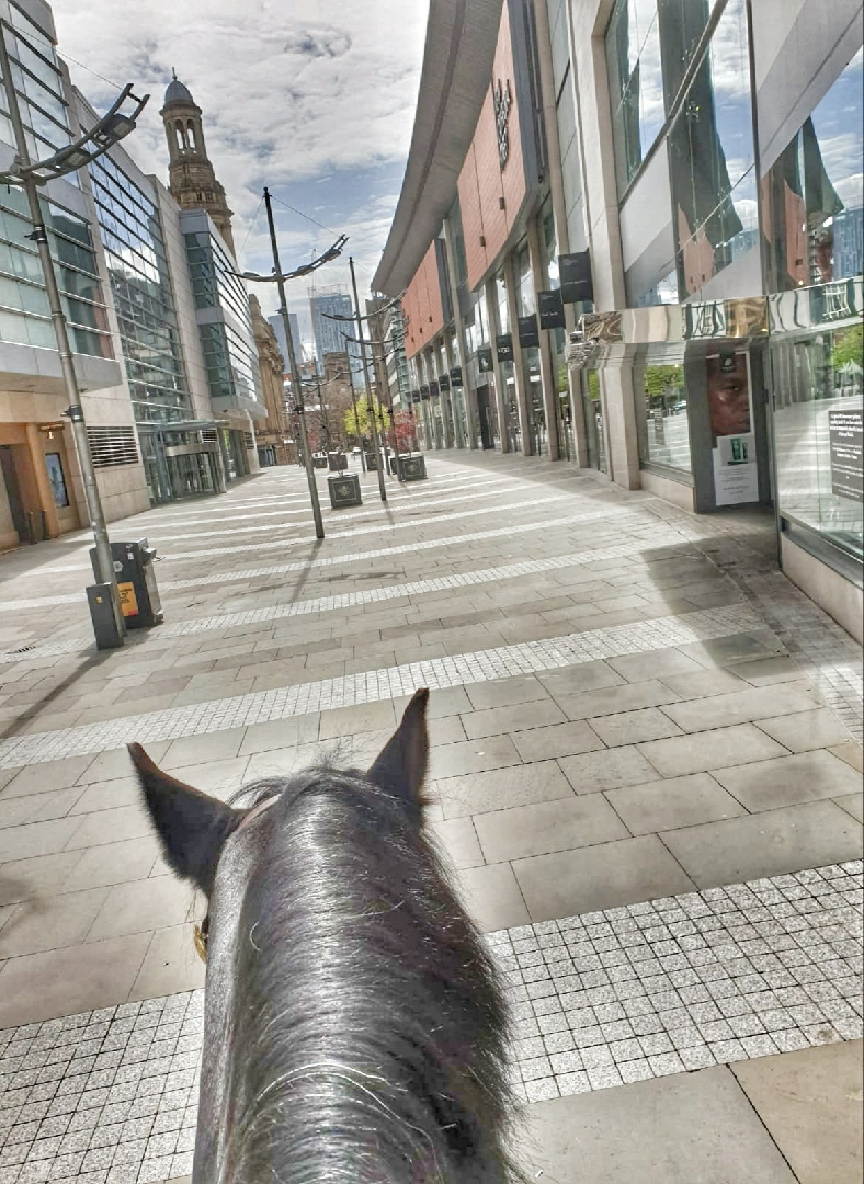 GMPHorses's tweet photo. This week we are continuing with policing #Manchester city centre as well as other parks and open spaces throughout the force area. Its been pleasing to see the numbers dropping and people staying in #stayhomesavelives #gmpmounted #covid19 https://t.co/HgFAlQLS85